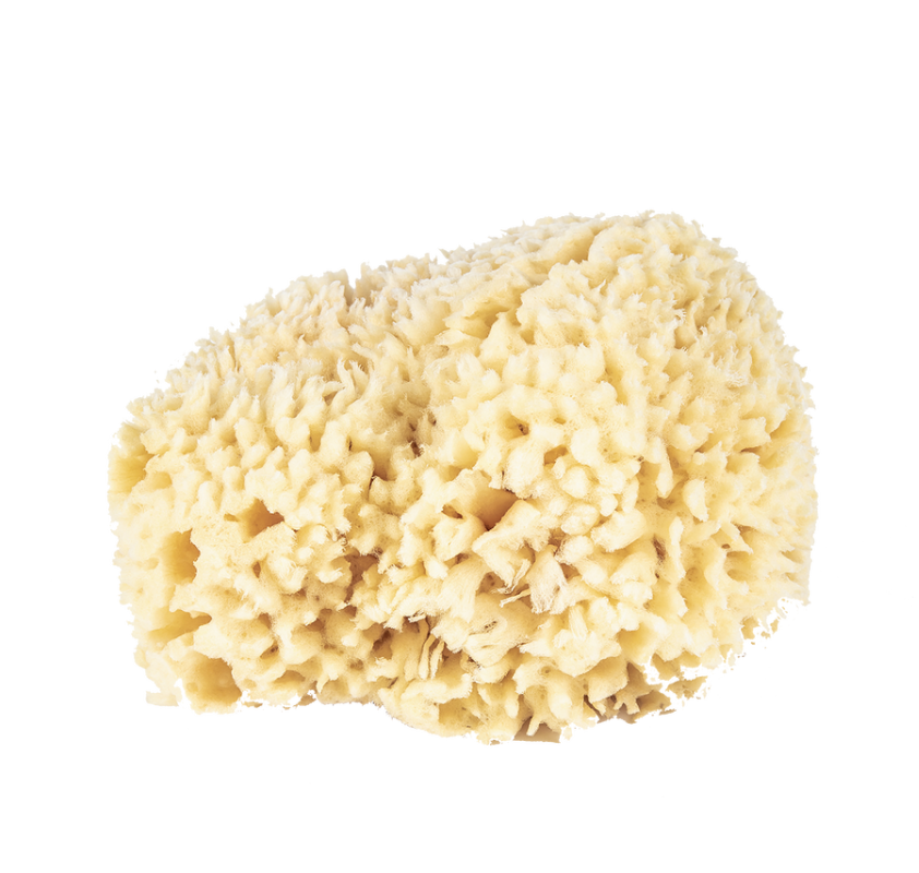 Bulk Sponge 4.5"